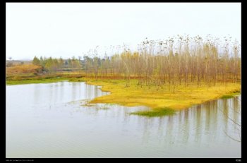 唯美一角池塘小树林图片