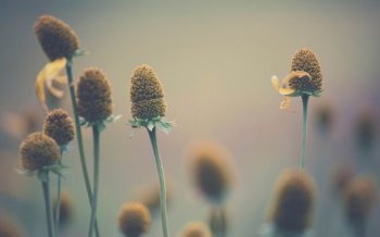 唯美园艺花卉小清新电脑桌面