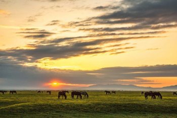 昭苏草原晨曦摄影图片