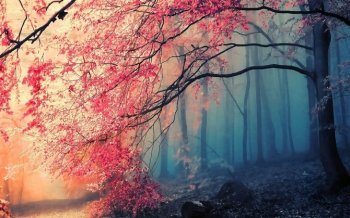 红色树叶电脑桌面壁纸