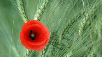 唯美花朵意境图片壁纸高清