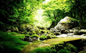 绿色森林小溪自然风景壁纸桌面