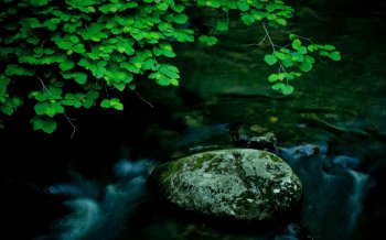 精选好看的自然深山幽谷绿色风景高清山涧风光图片素材下载