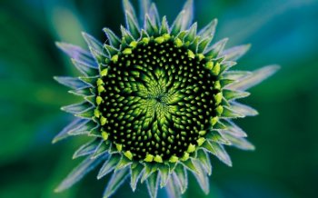 微距下的高清风景桌面壁纸