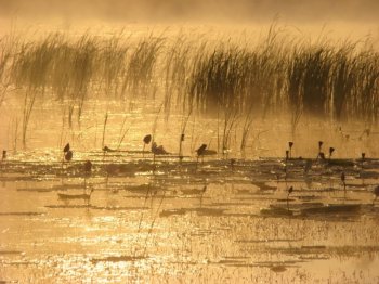 幸福意境金色池塘图片
