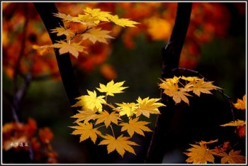 辽宁本溪吉林敦化的枫叶林欣赏