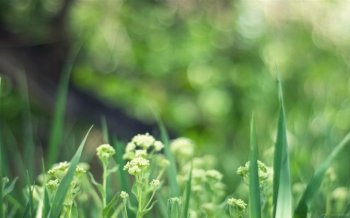 绿意盎然风景桌面壁纸下载