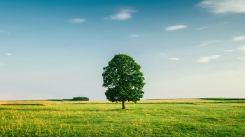 绿色草地天空高清风景电脑壁纸