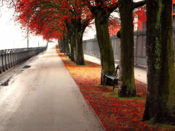 意境桌面壁纸之秋之红叶