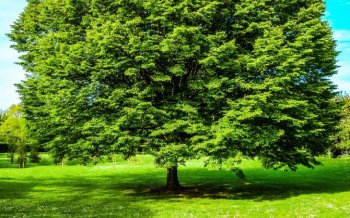 绿色大树风景草地电脑壁纸免费下载