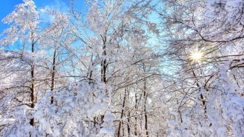 晶莹剔透的唯美清晨雪景高清电脑桌面壁纸