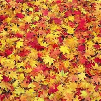 红色唯美枫叶意境图片风景欣赏