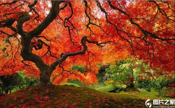 俄罗斯深红色的秋景