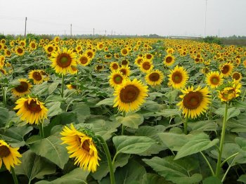 百万葵园桌面壁纸之盛开的向日葵