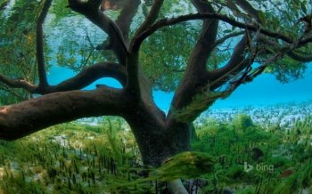 森林湖泊美景桌面壁纸下载