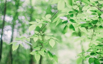 小清新绿色护眼叶子风景桌面壁纸