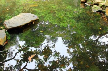 清澈倒影池塘的图片