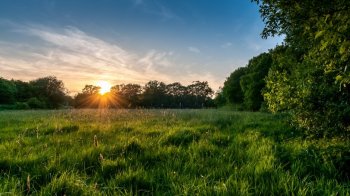 绿色景色护眼电脑壁纸