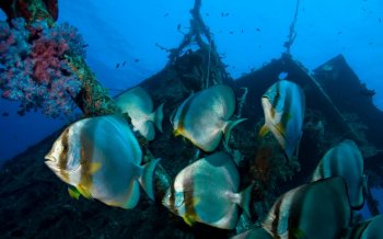 海底宫殿图片唯美 海底沉船高清唯美摄影图片