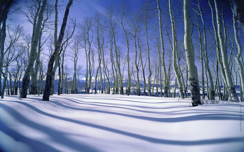 美丽的树上雪景图片 冬天拍摄的美丽雪景图片大全电脑桌面壁纸下载第三辑