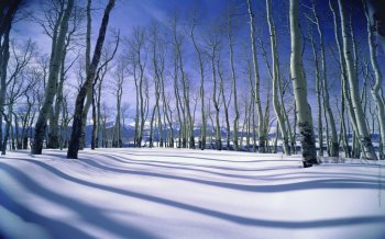 美丽的树上雪景图片 冬天拍摄的美丽雪景图片大全电脑桌面壁纸下载第三辑