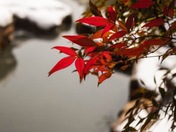 冬日的雪景图片大全 扬州冬日雪景唯美图片桌面壁纸第二辑