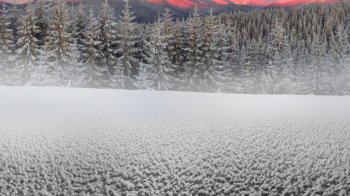 冬季树雪景图片 2015年1月日历壁纸好看的冬季自然风光雪景高清图片素材下载