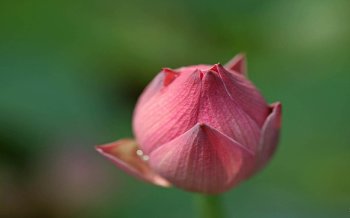 荷花雪景图片唯美图片 夏日荷花唯美意境图片桌面壁纸