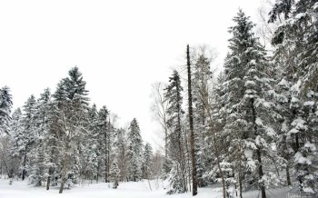 雪景树图片 唯美创意雪景图片高清电脑桌面壁纸