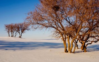 冬天夜晚雪景图片 精选寒冷冬天冰天雪地唯美雪景素材图片桌面壁纸下载第一辑6P
