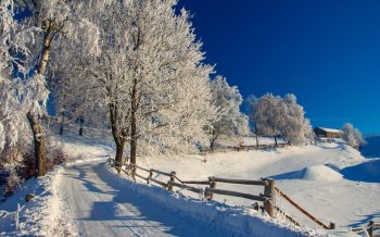 冬天树雪景图片 白雪皑皑的冬天雪景高清图片桌面壁纸
