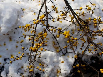 冬日雪景唯美图片 冬日唯美雪景摄影图片桌面壁纸