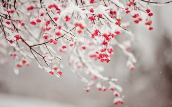 唯美雪景意境高清图片 冰天雪地唯美意境雪景电脑桌面壁纸高清