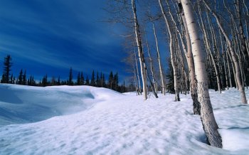 冬天的腊梅雪景图片 冬天清新美好的雪景图片桌面壁纸