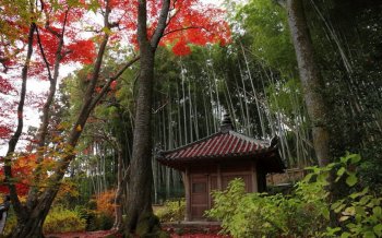 庭院雪景图片大全 日本庭院观秋火红枫叶摄影电脑壁纸图片大全