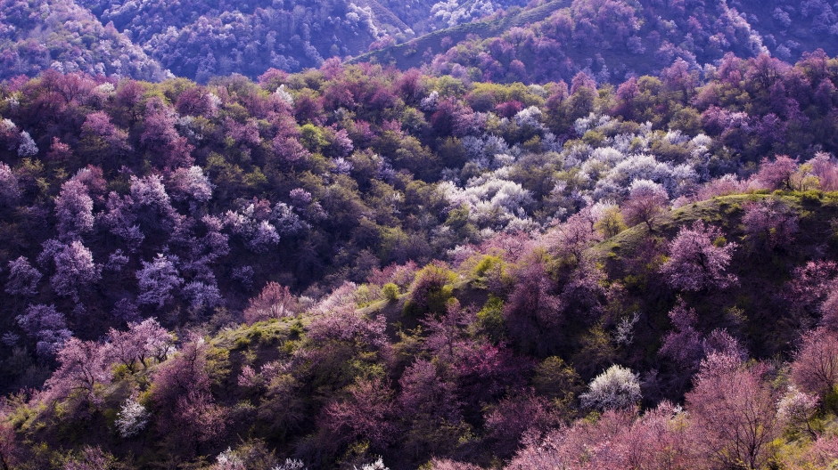 新疆伊犁雪景图片 新疆伊犁优美风景壁纸图片 第二辑