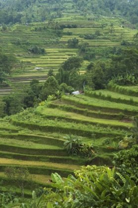 美丽的梯田图片 美丽的梯田图片
