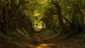 林间小溪水图片 林间小路唯美风景桌面壁纸图片