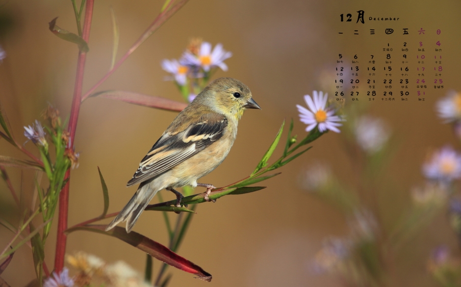 小教堂图片大全 唯美小清新花朵图片大全