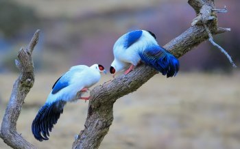 白马鸡高清图片电脑桌面图片