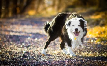 可爱狗狗萌宠图片壁纸下载