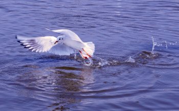 红嘴鸥图片大全电脑高清桌面壁纸