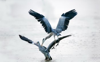 苍鹭高清图片电脑桌面壁纸