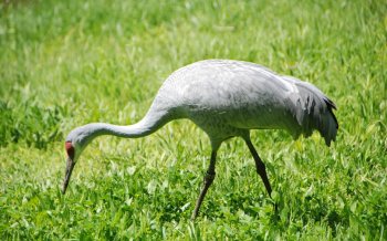 沙丘鹤图片电脑高清桌面壁纸