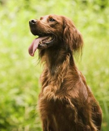 爱尔兰雪达犬图片 动物狗图片 枪猎犬图片大