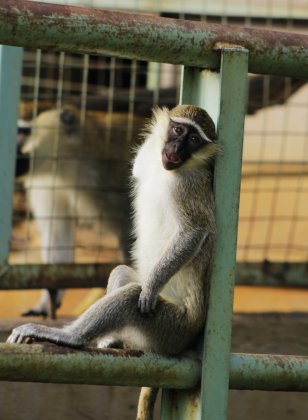 幸福的小猴一家