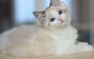 可爱萌呆的喵星人