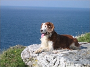 狗狗图片，威尔士跳猎犬