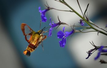 昆虫界的“四不像”——蜂鸟鹰蛾图片