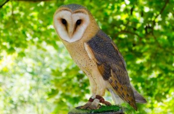 国家二级保护动物草鸮图片